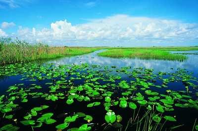 florida_in_new_york_program_everglades-1