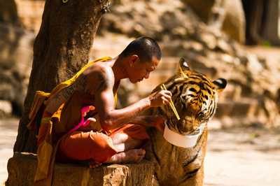 tajska_tempelj_tigrov