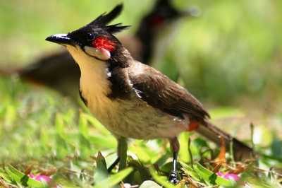 mauritius_casela_park_5